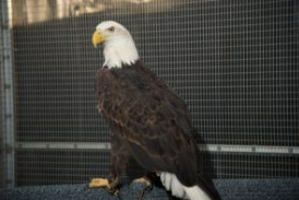 Atsa Eagle