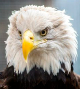Atsa Eagle