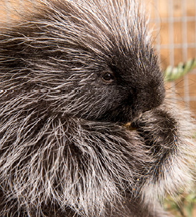 Penelope Porcupine