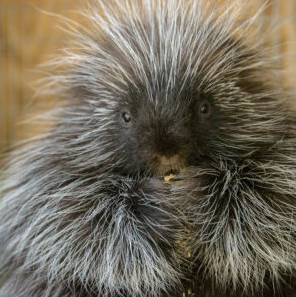 Penelope Porcupine